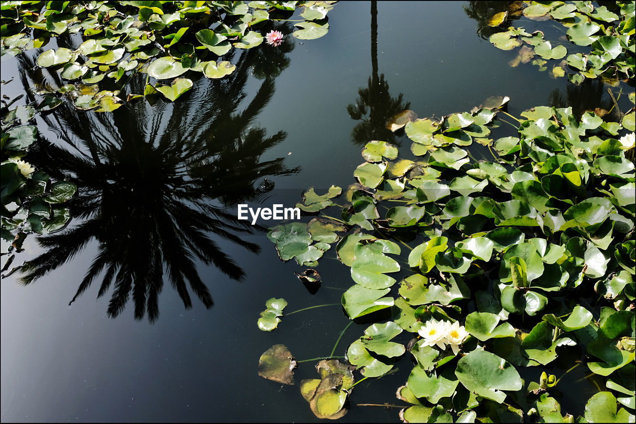 leaf, water, plant part, plant, nature, lake, green, reflection, growth, floating, water lily, beauty in nature, floating on water, tree, flower, no people, branch, tranquility, day, aquatic plant, outdoors, high angle view, flowering plant, yellow, standing water, freshness, sunlight, lily, leaves