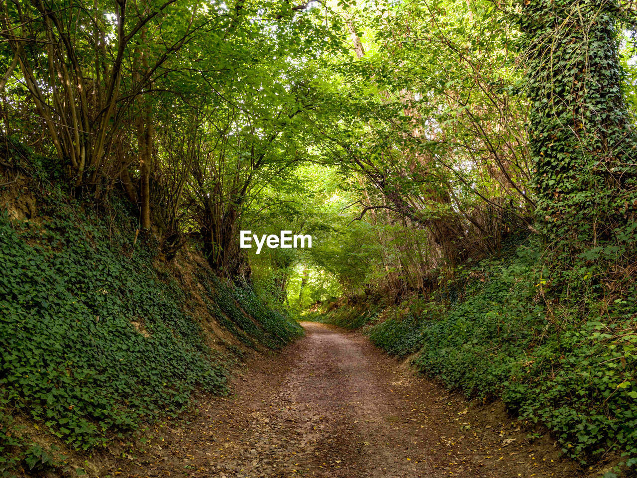 Dirt road amidst trees in forest