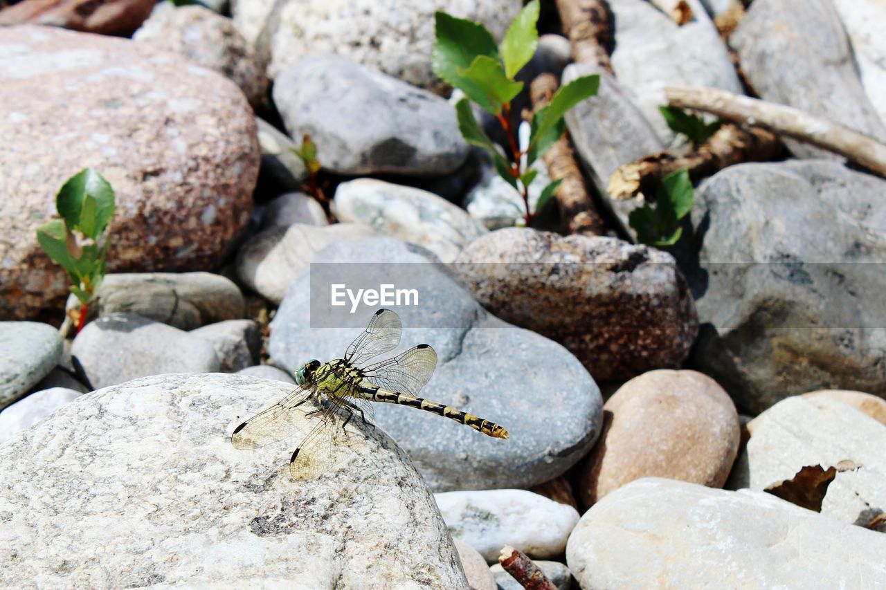 Close-up of dragonfly on stone