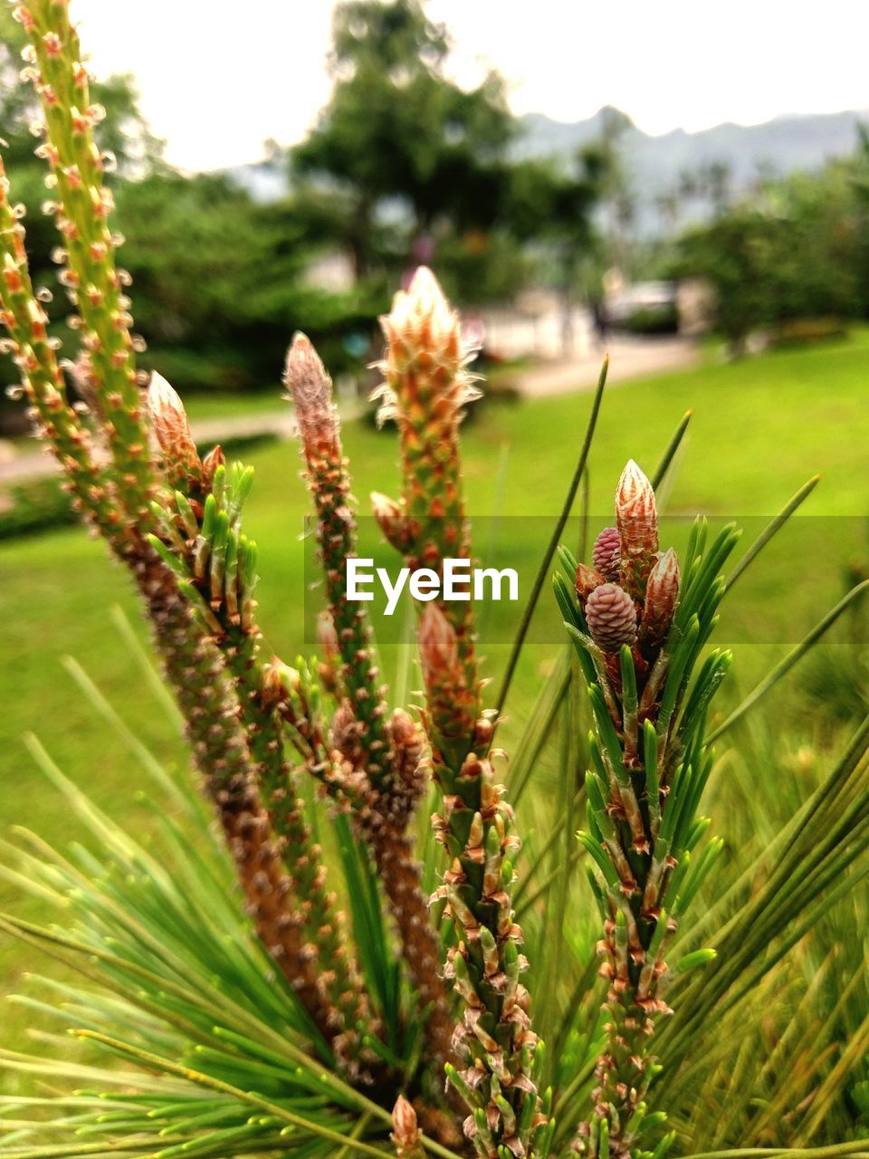 Close-up of plant growing on field