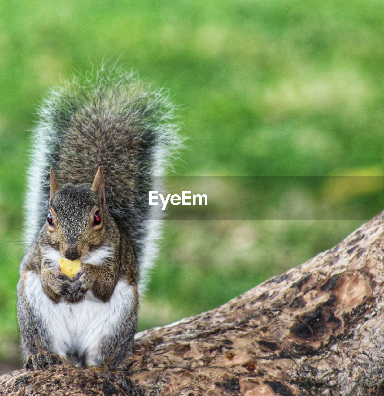 SQUIRREL ON TREE TRUNK