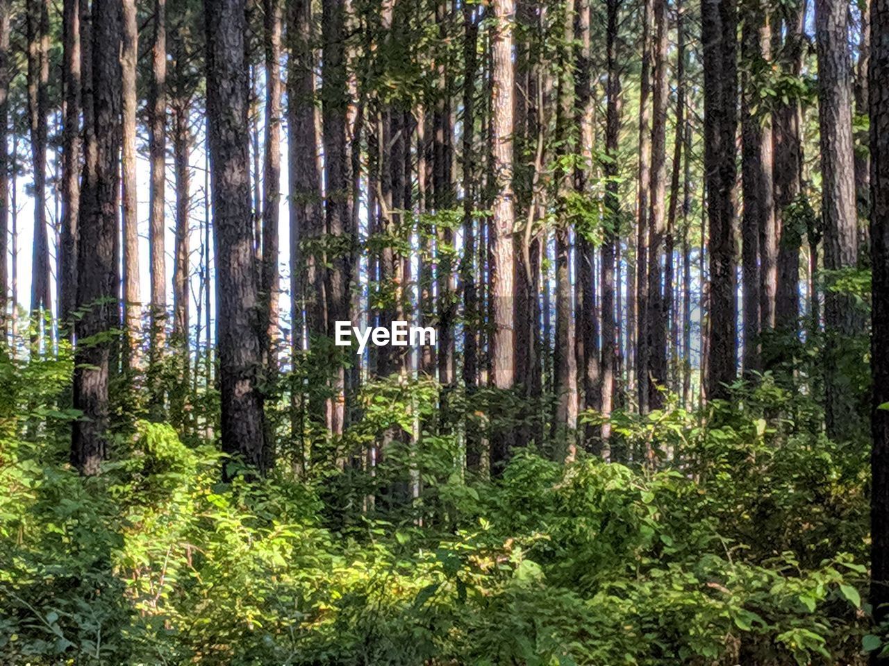 PINE TREE IN FOREST