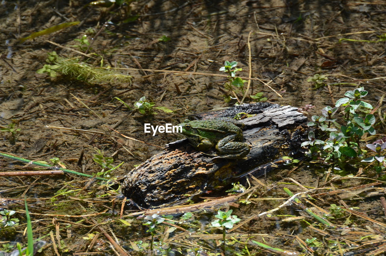 HIGH ANGLE VIEW OF FROG ON FIELD BY TREES