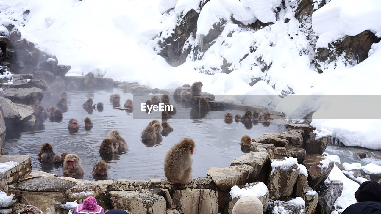 Japanese macaques in hot spring