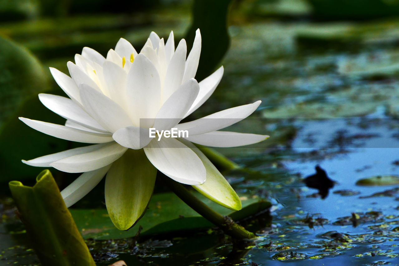 CLOSE-UP OF WHITE FLOWERS IN POND