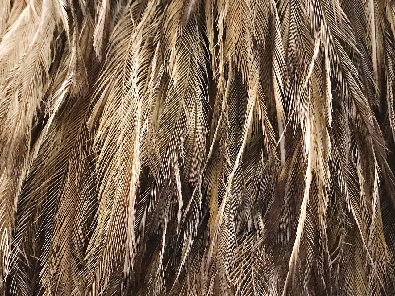 Full frame shot of dry palm leaves