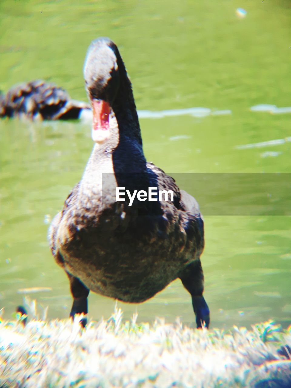 CLOSE-UP OF MALLARD DUCK SWIMMING IN LAKE