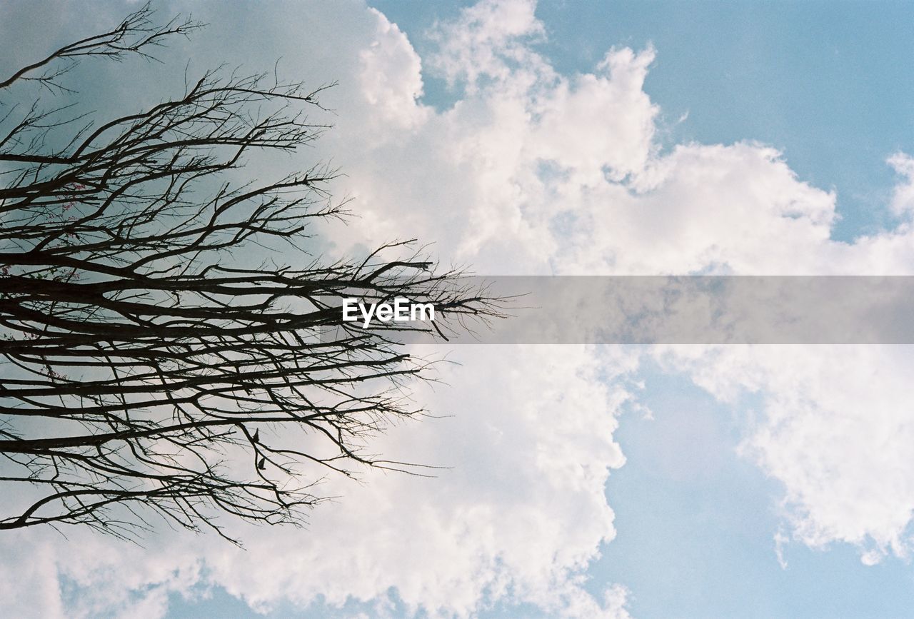 LOW ANGLE VIEW OF SILHOUETTE BARE TREE AGAINST SKY