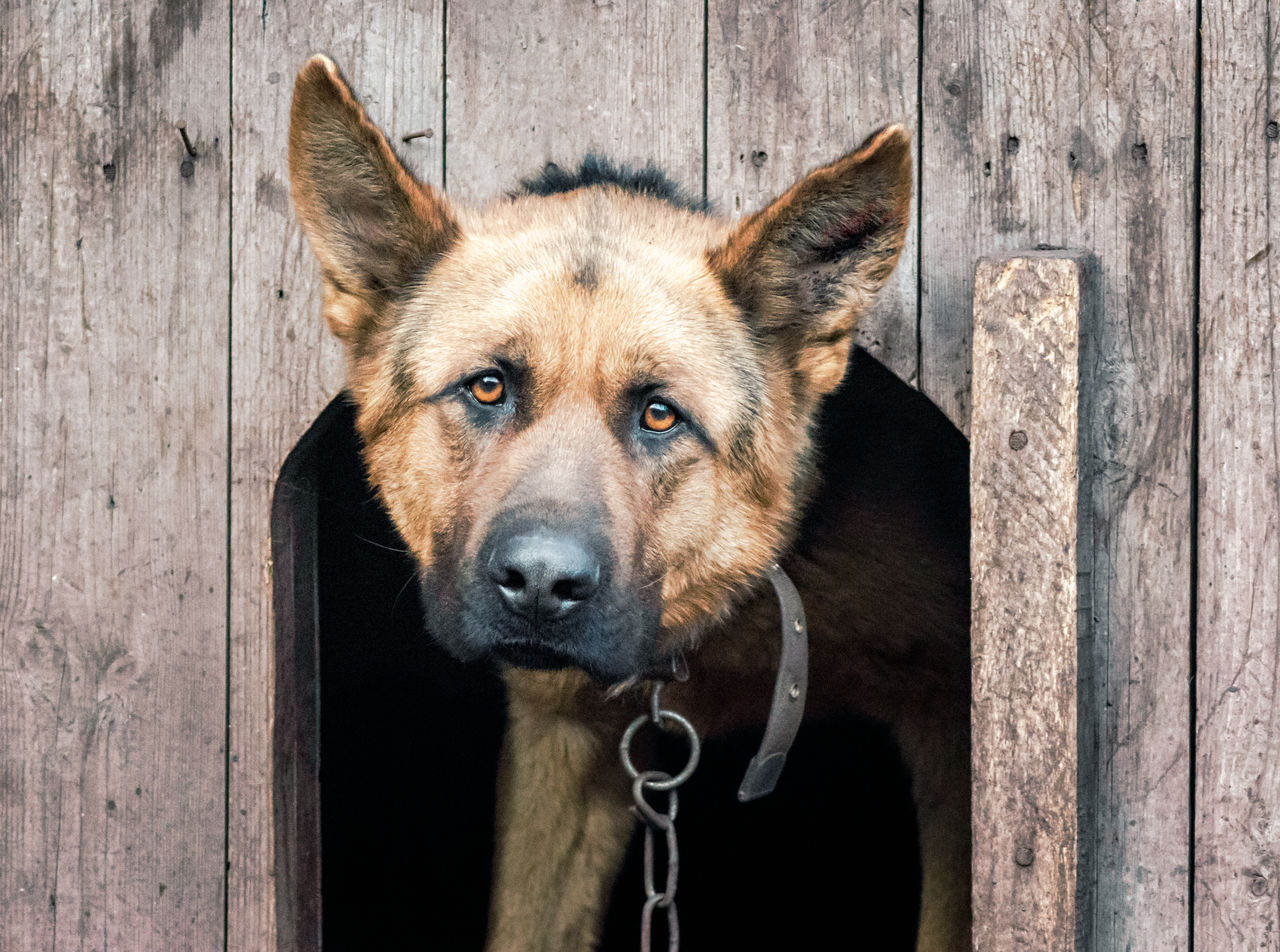 Portrait of dog