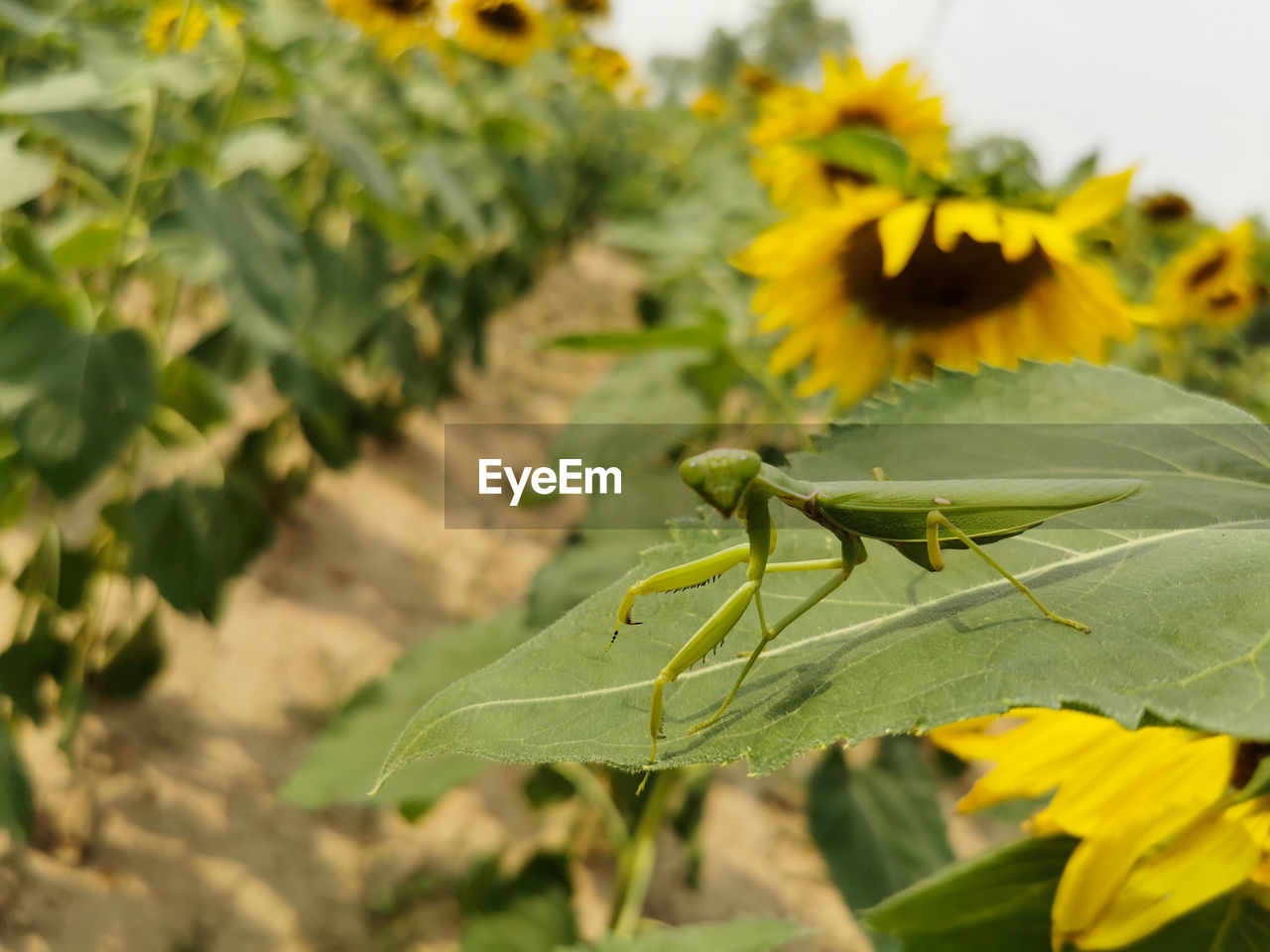 Close-up of insect on yellow flower