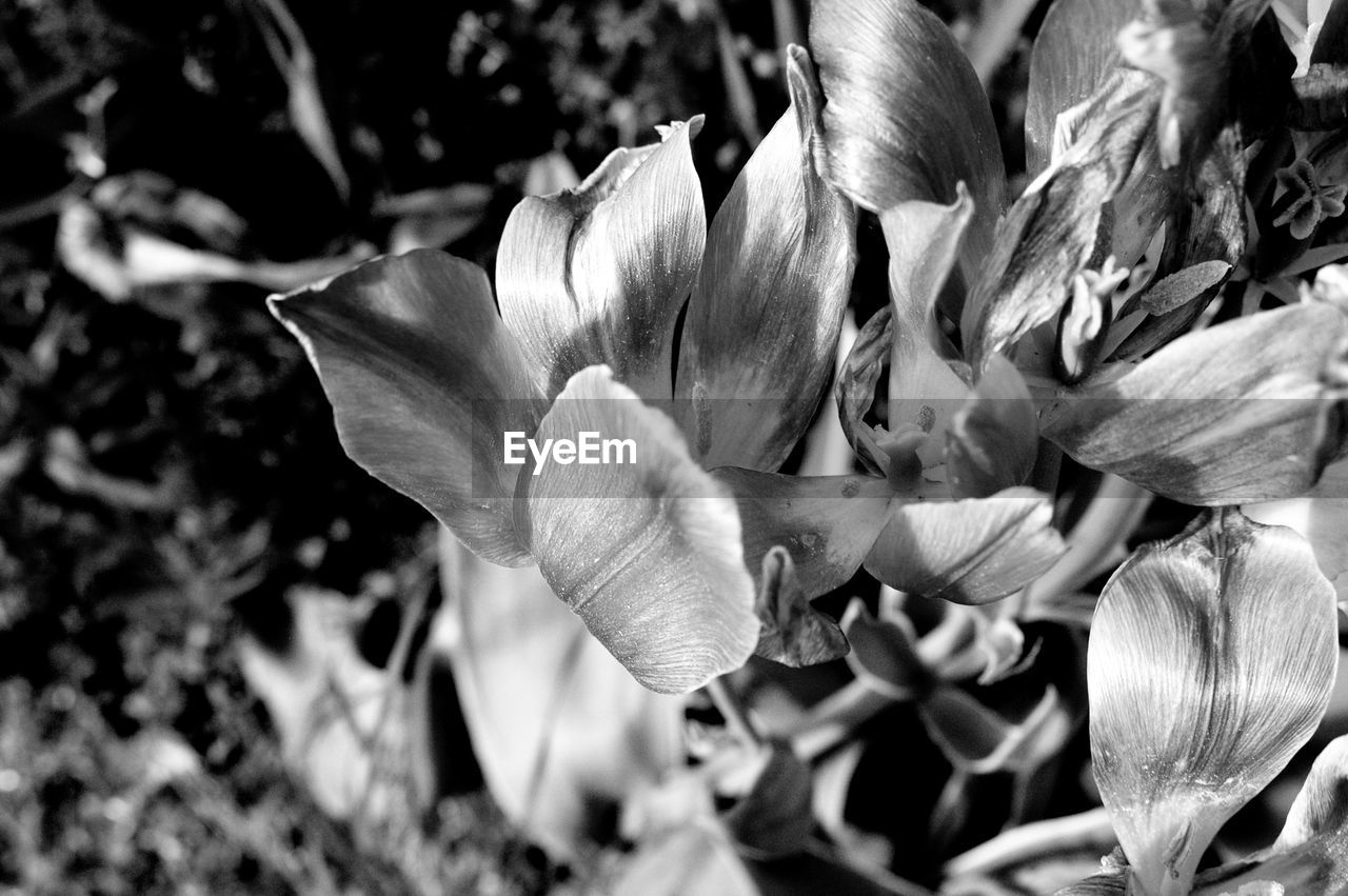 EyeEm Selects Flower Flowering Plant Plant Beauty In Nature Fragility People Petal Vulnerability  Freshness Growth Close-up Inflorescence Flower Head Nature No People Selective Focus Day Focus On Foreground Botany Park Blossom Outdoors Springtime Pollen Spring Black & White Your Archive: Black & White