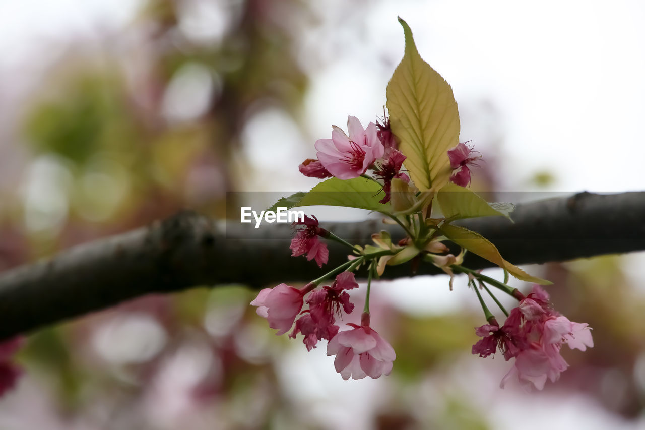 plant, flower, flowering plant, tree, blossom, beauty in nature, branch, nature, freshness, springtime, pink, fragility, spring, produce, growth, close-up, macro photography, no people, flower head, outdoors, petal, inflorescence, plant part, leaf, food, focus on foreground, food and drink, fruit, botany, selective focus, twig, bud, day, cherry blossom, environment
