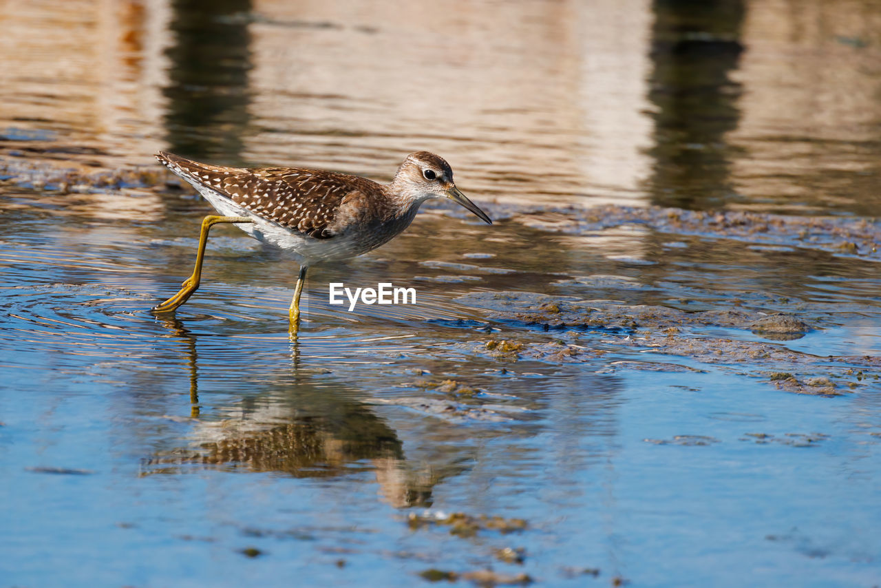 side view of a bird swimming in lake