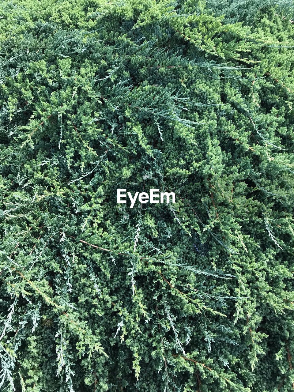 FULL FRAME SHOT OF FRESH GREEN PLANTS IN FOREST