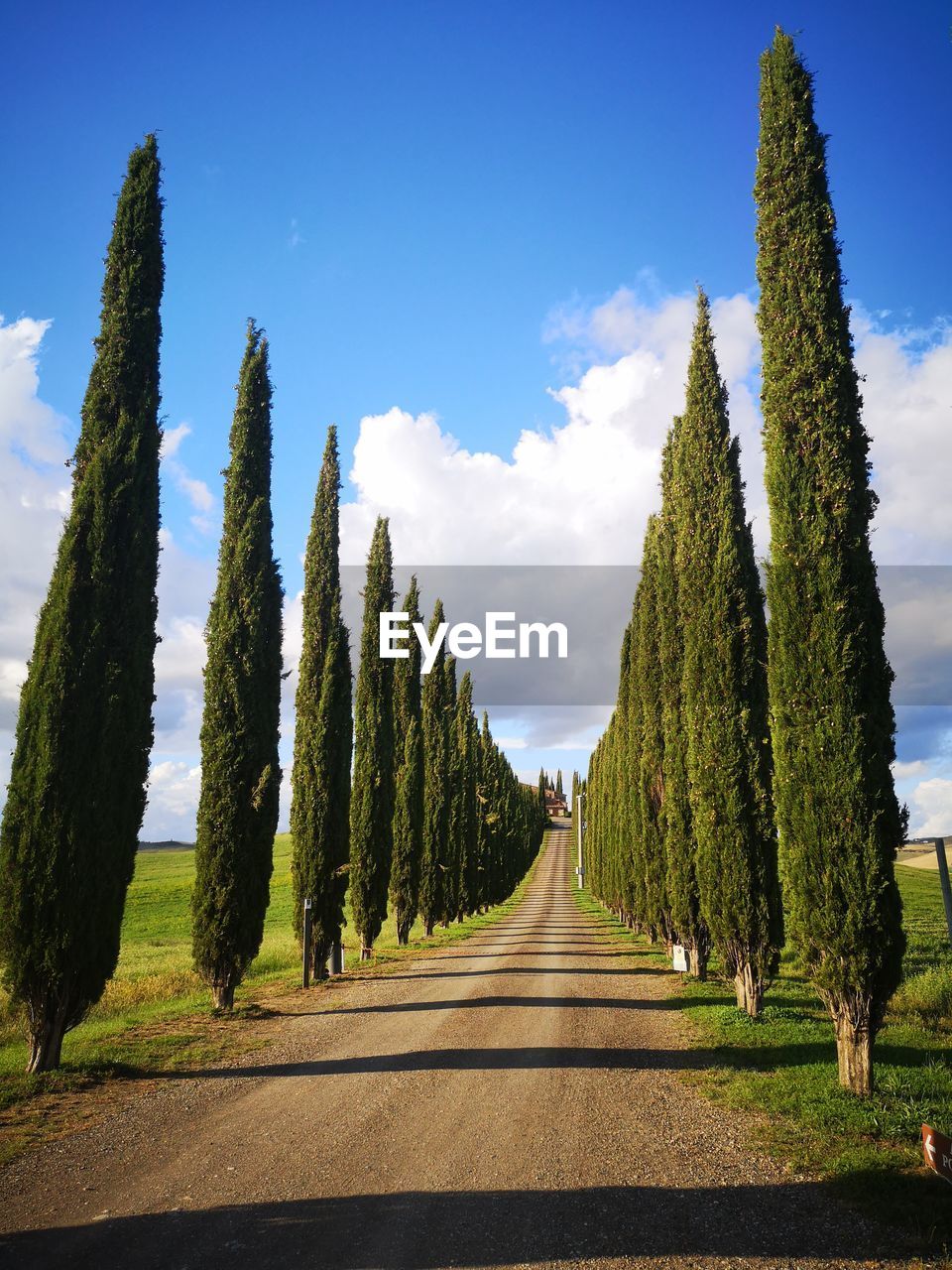 Panoramic view of road amidst trees against sky