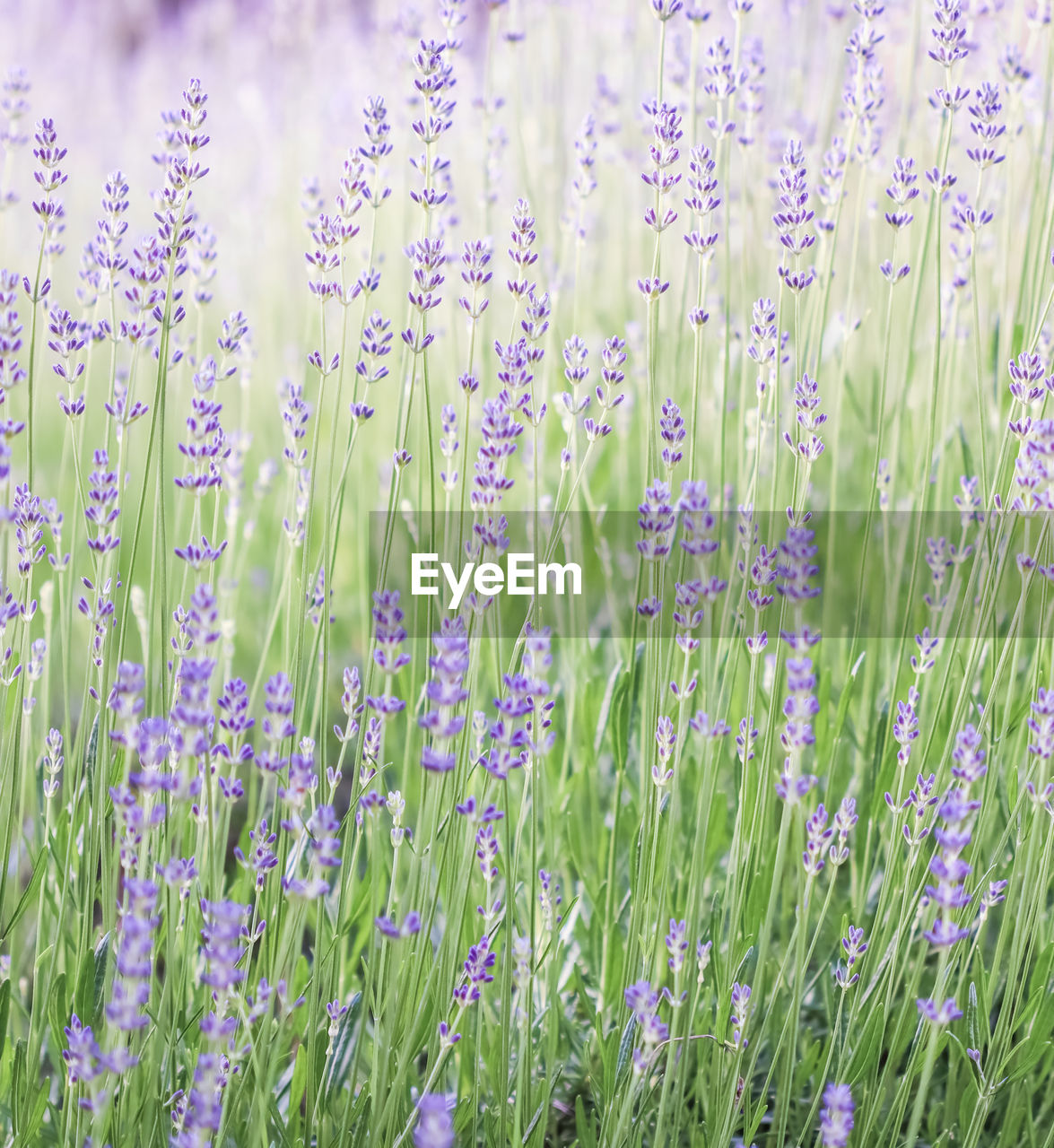 full frame shot of purple flowering plants on field