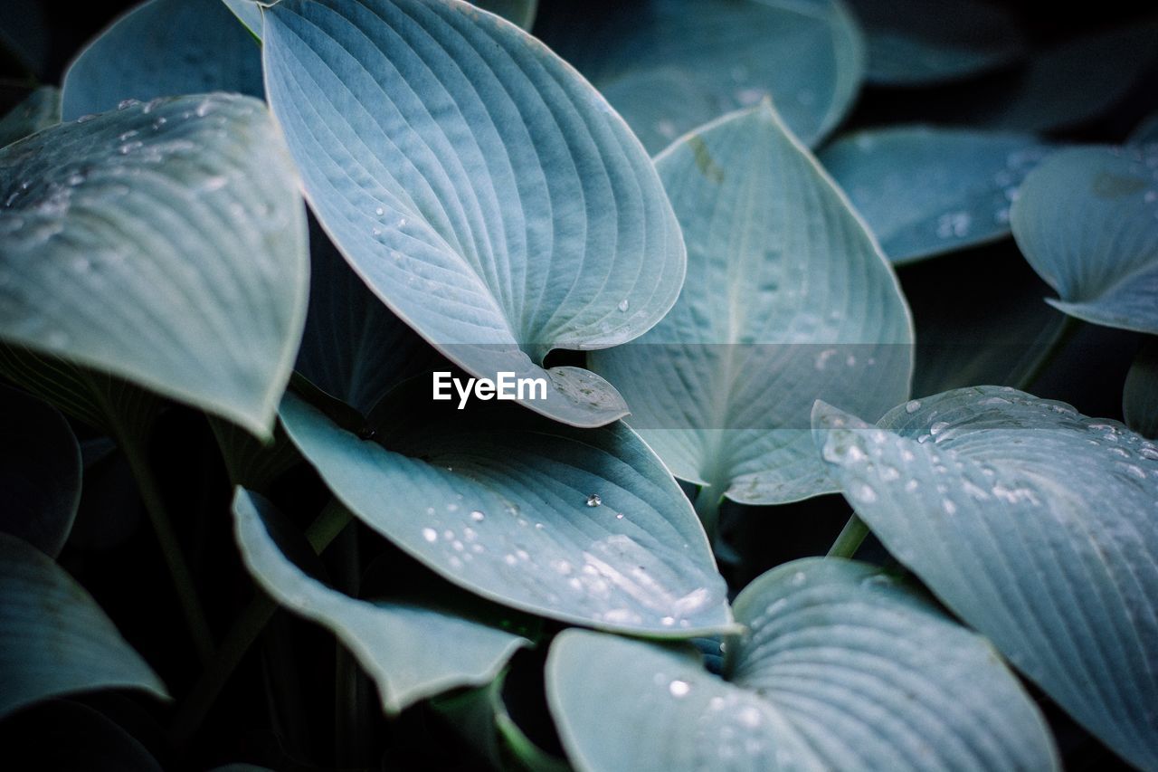 Macro shot of leaves