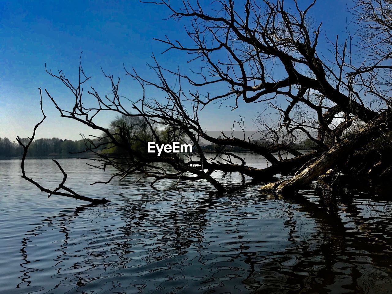 BARE TREES BY LAKE AGAINST SKY