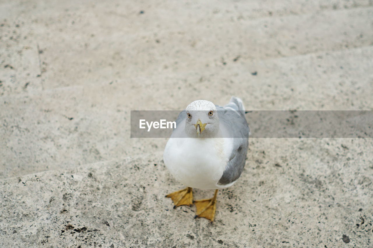 CLOSE-UP OF SEAGULL PERCHING ON FLOOR