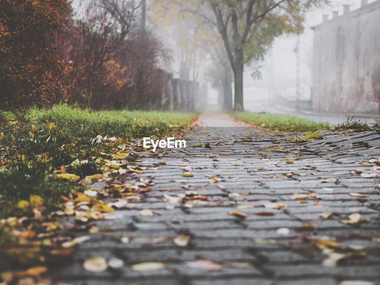 Surface level of dry leaves on footpath