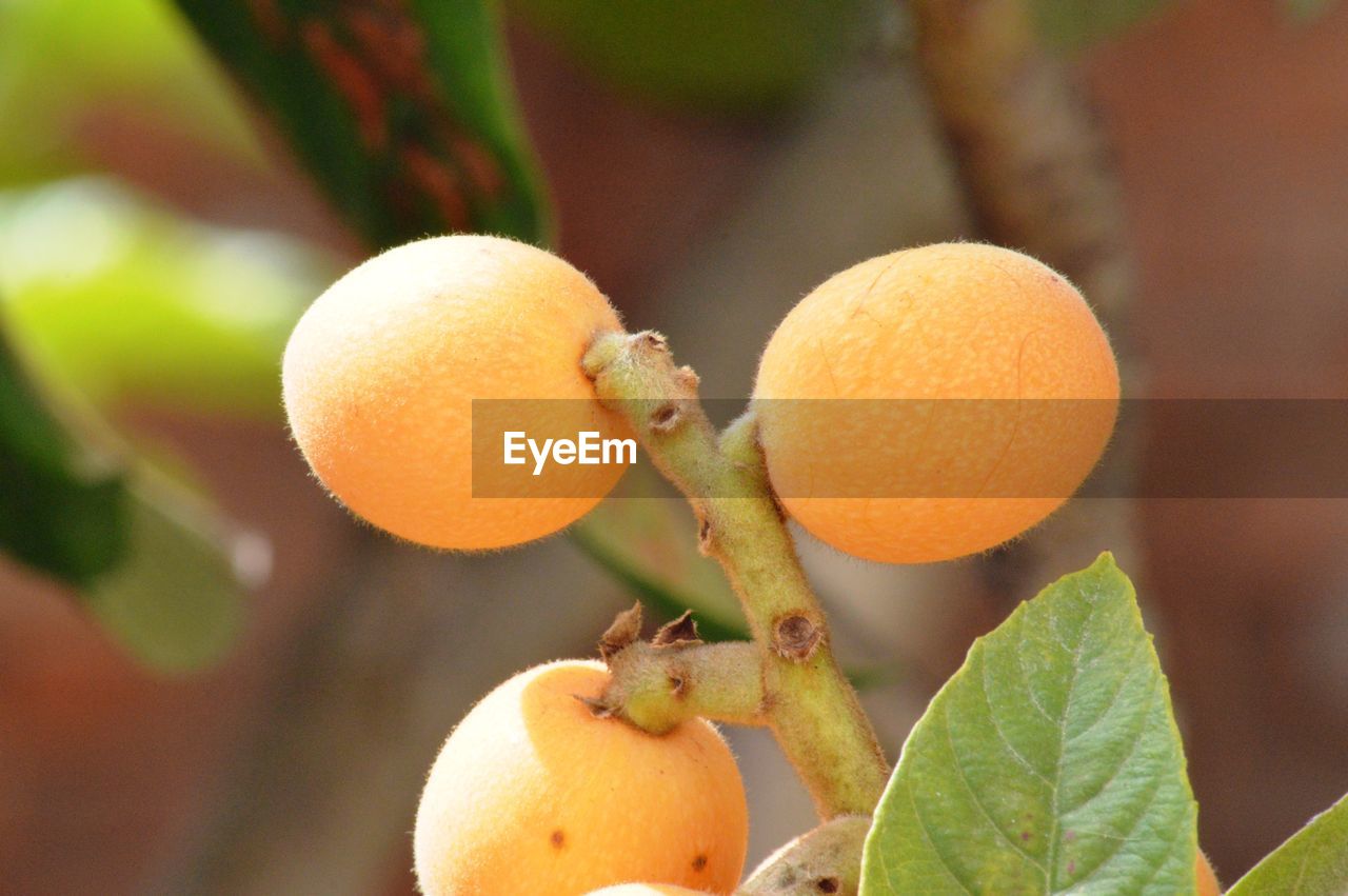 CLOSE-UP OF ORANGES GROWING ON PLANT