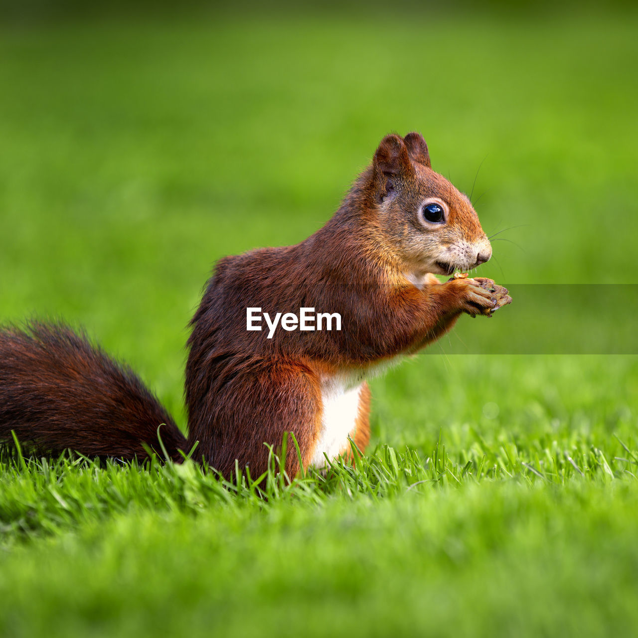 animal, animal themes, squirrel, animal wildlife, grass, mammal, one animal, rodent, plant, wildlife, nature, no people, cute, green, whiskers, eating, side view, land, outdoors, close-up, field, prairie, brown, grassland, selective focus, day