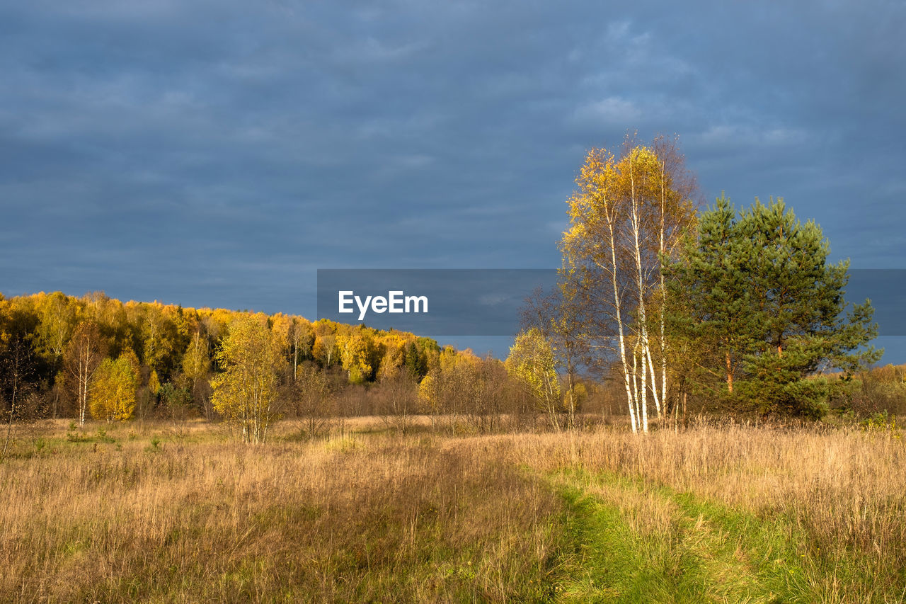 TREES GROWING IN FIELD AGAINST SKY