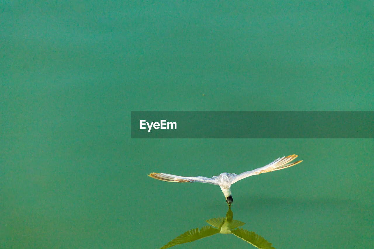 CLOSE-UP OF BIRD FLYING OVER GREEN LEAF