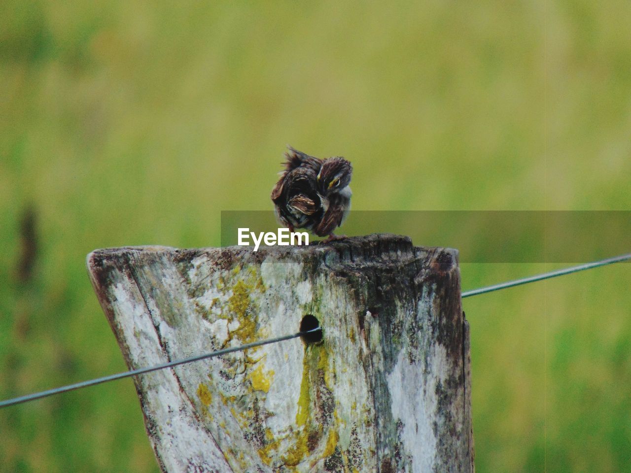 Close-up of bird perching on wooden post