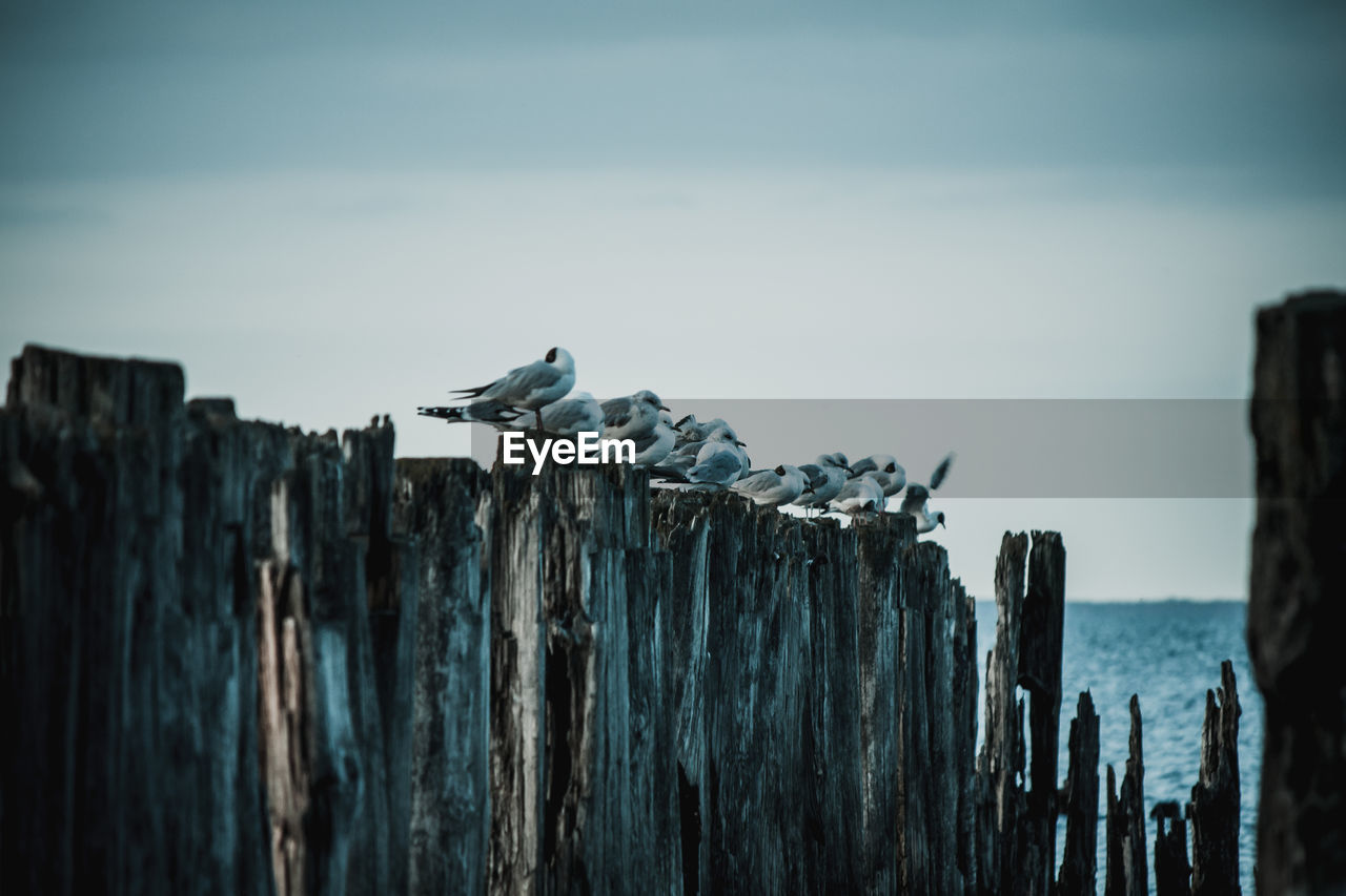 Seagull perching on wooden post at beach against sky