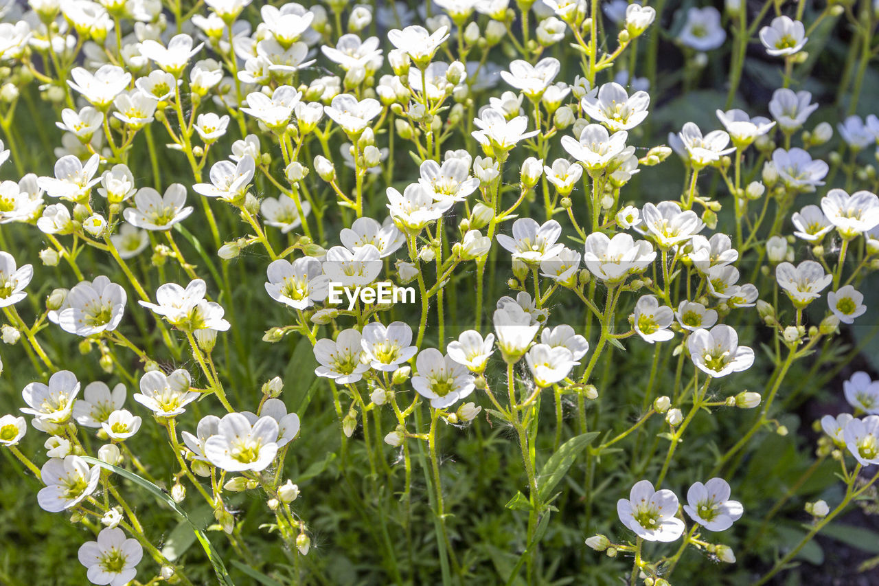 Flower banner - blooming white saxifrage on natural background. abstract floral backdrop with soft 