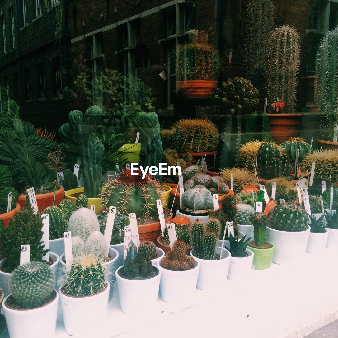 Cacti on display