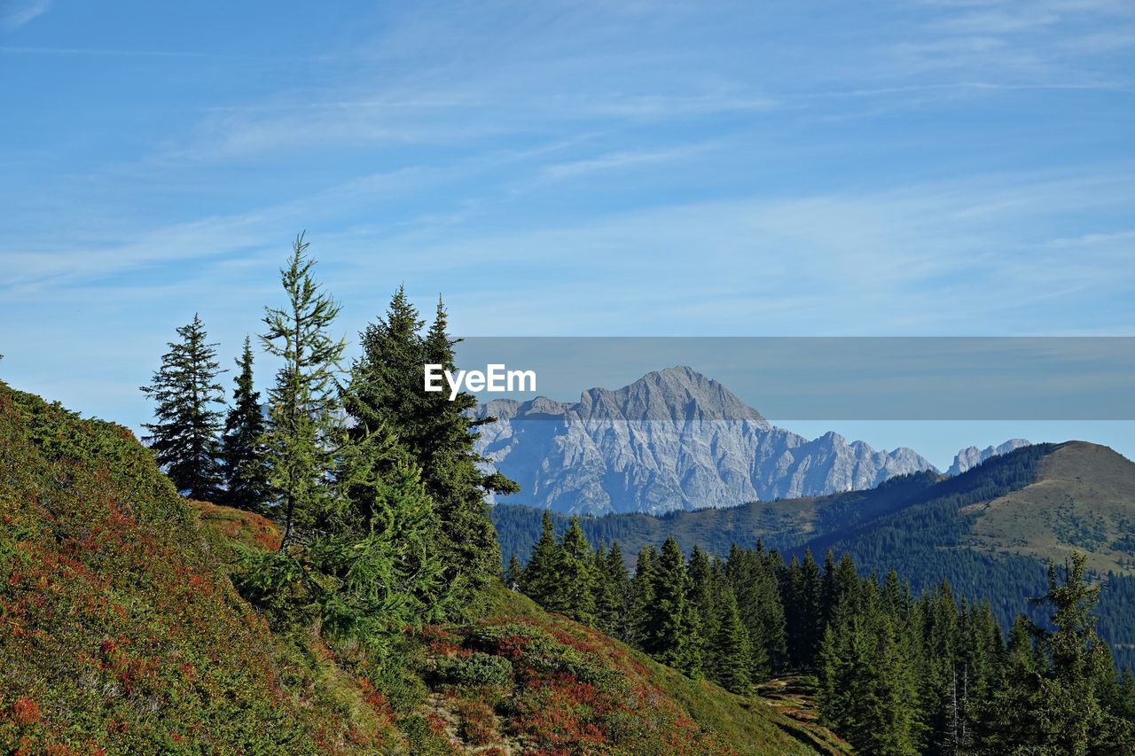 Pine trees on mountain against sky