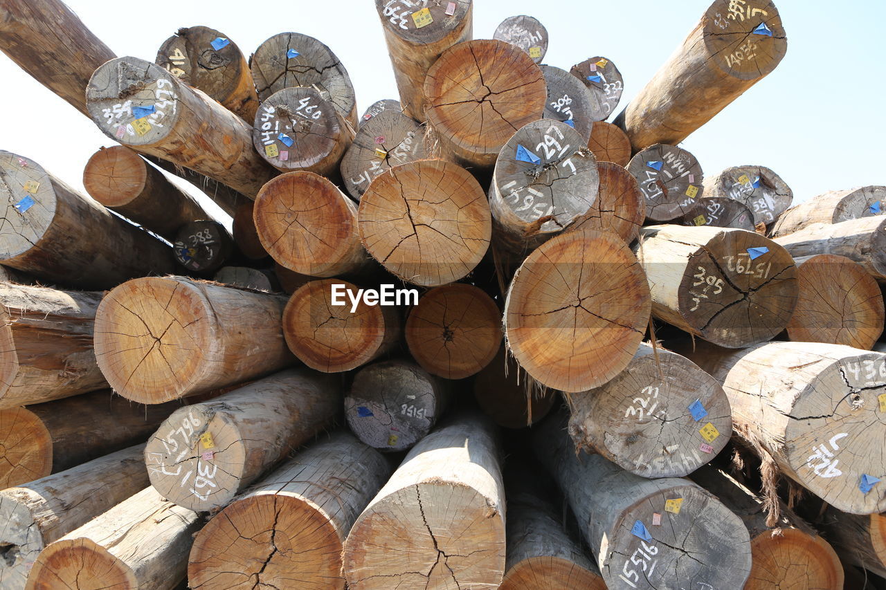 CLOSE-UP OF FIREWOOD IN FOREST