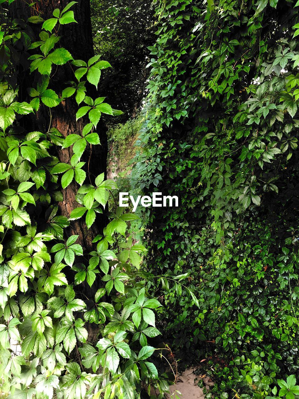 HIGH ANGLE VIEW OF IVY GROWING ON PLANT