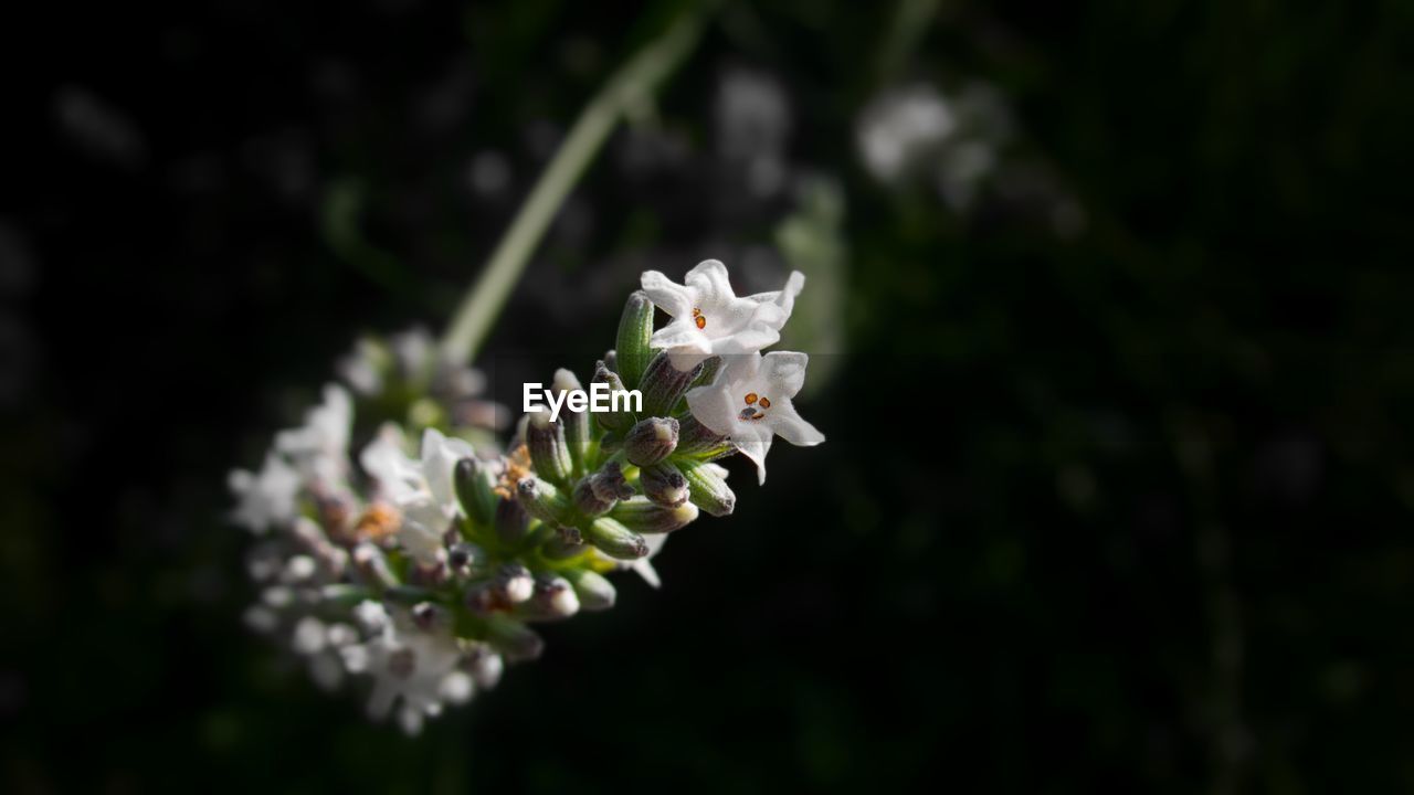 CLOSE-UP OF WHITE FLOWERS ON PLANT