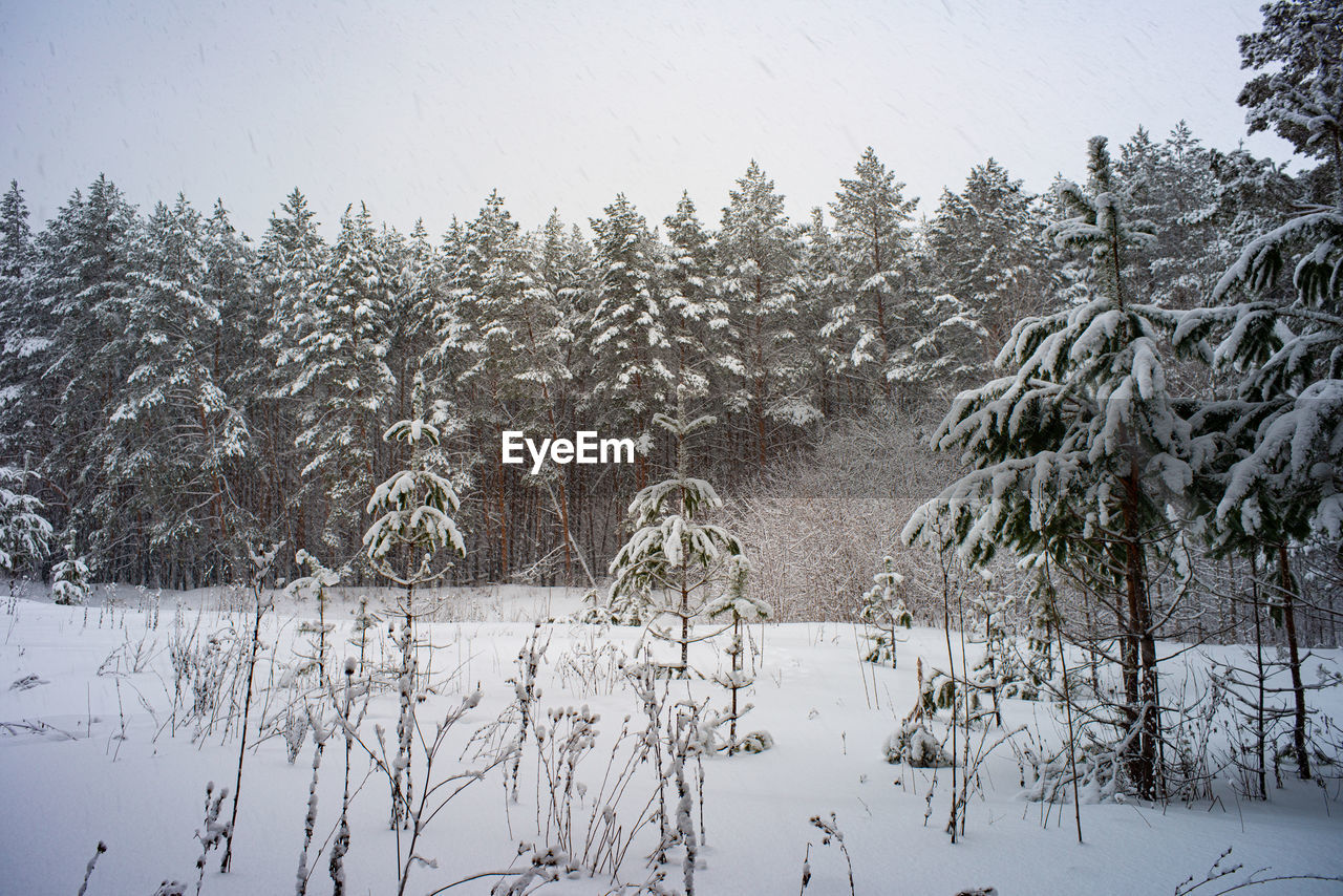 winter, tree, cold temperature, snow, plant, nature, beauty in nature, environment, scenics - nature, pinaceae, land, landscape, tranquility, freezing, coniferous tree, frozen, forest, sky, pine tree, frost, no people, pine woodland, tranquil scene, non-urban scene, water, day, branch, woodland, outdoors, white, growth, morning, ice, travel destinations, idyllic, natural environment, mountain