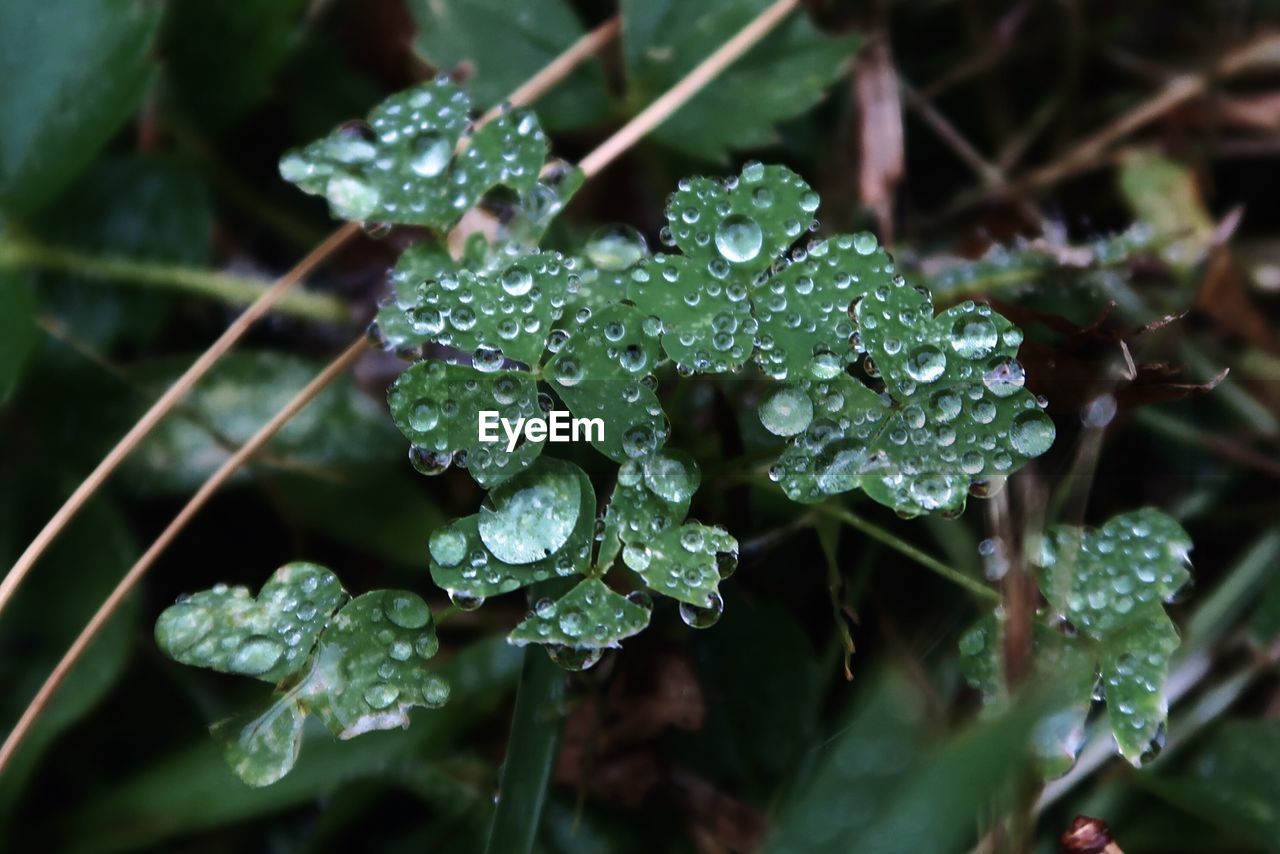 Close-up of wet plant leaves during rainy season