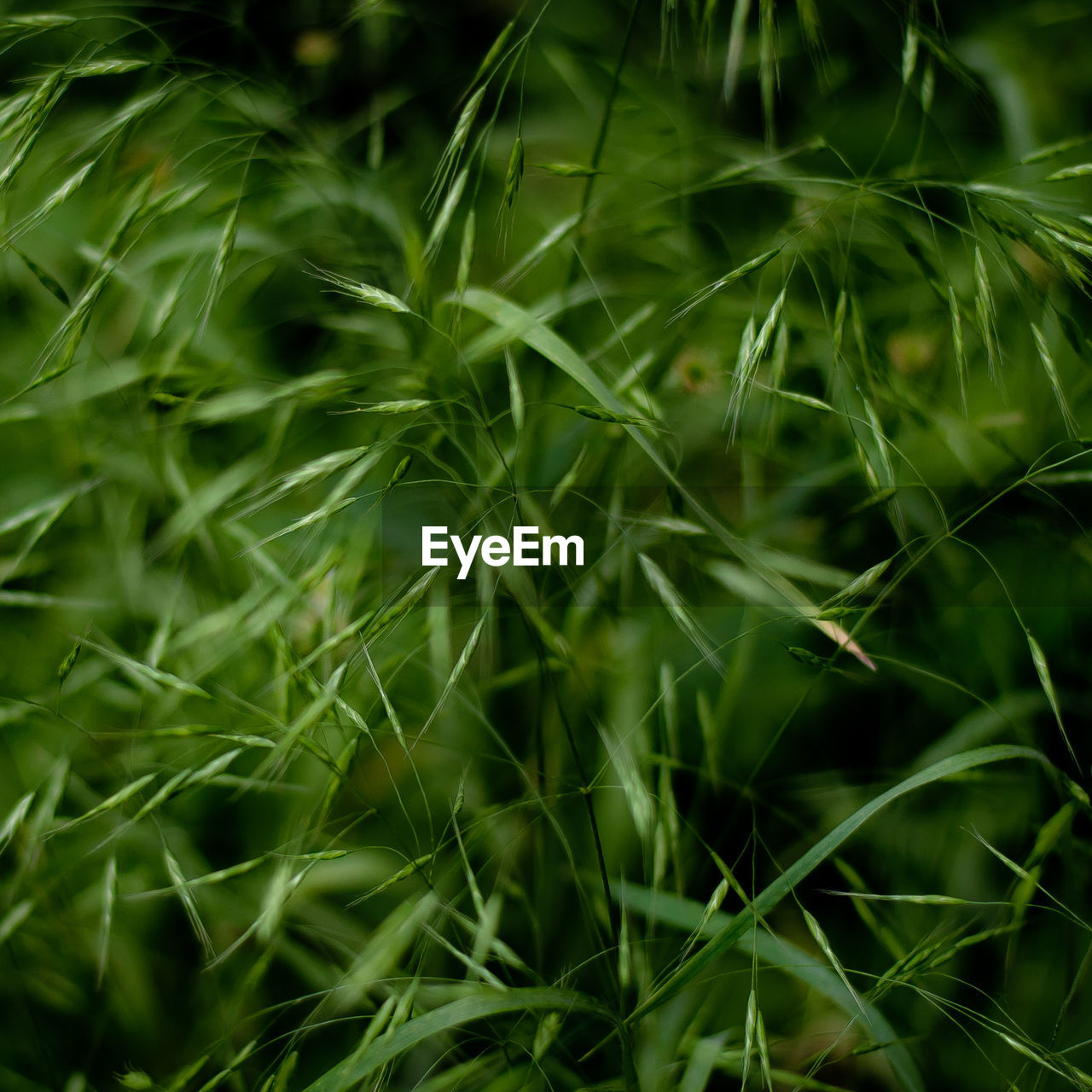 Forest grasses 035 full frame shot of fresh green plants