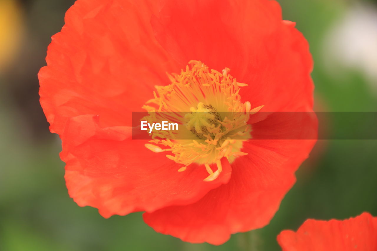 Close-up of red poppy flower