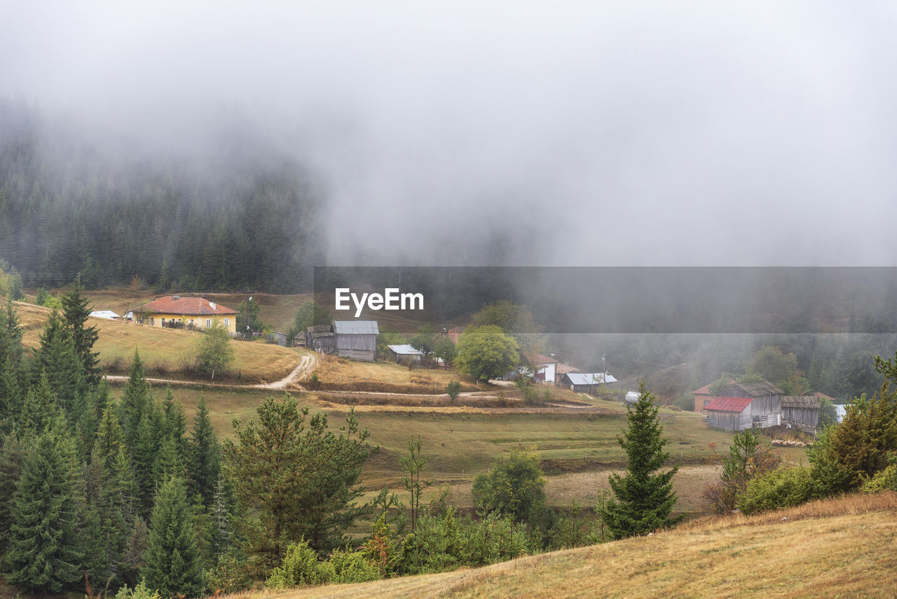 Scenic view of trees on field during foggy weather