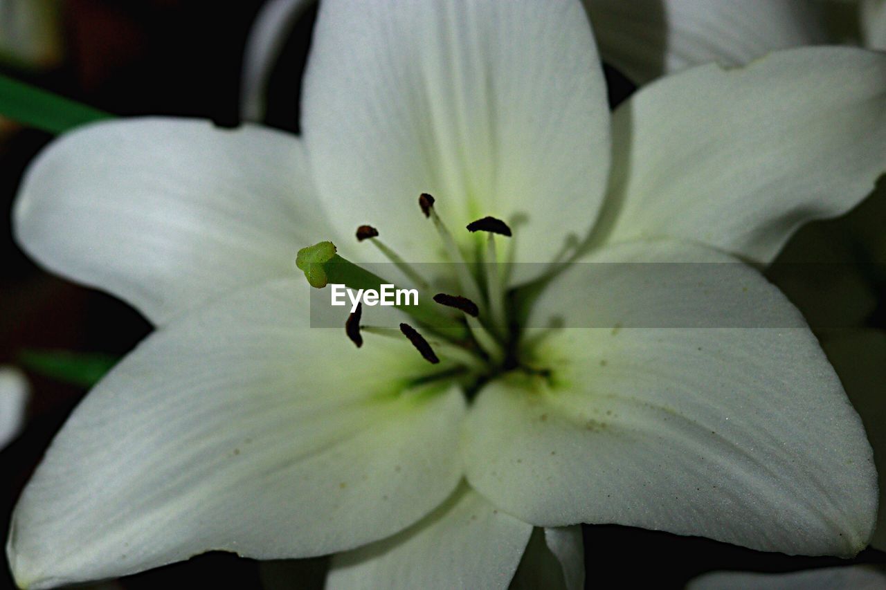 CLOSE-UP OF WHITE FLOWERING PLANTS