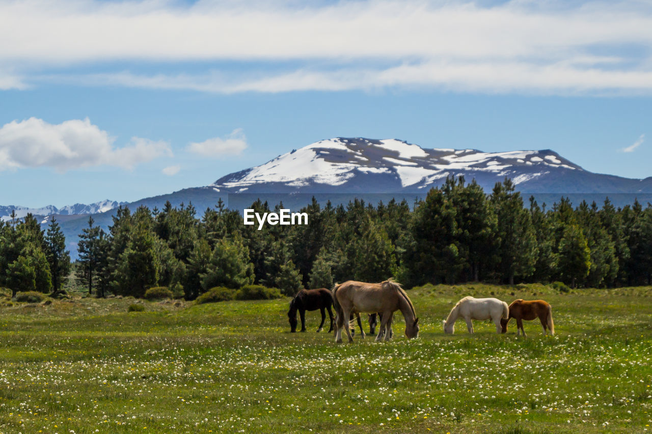 HORSES GRAZING ON FIELD AGAINST MOUNTAIN