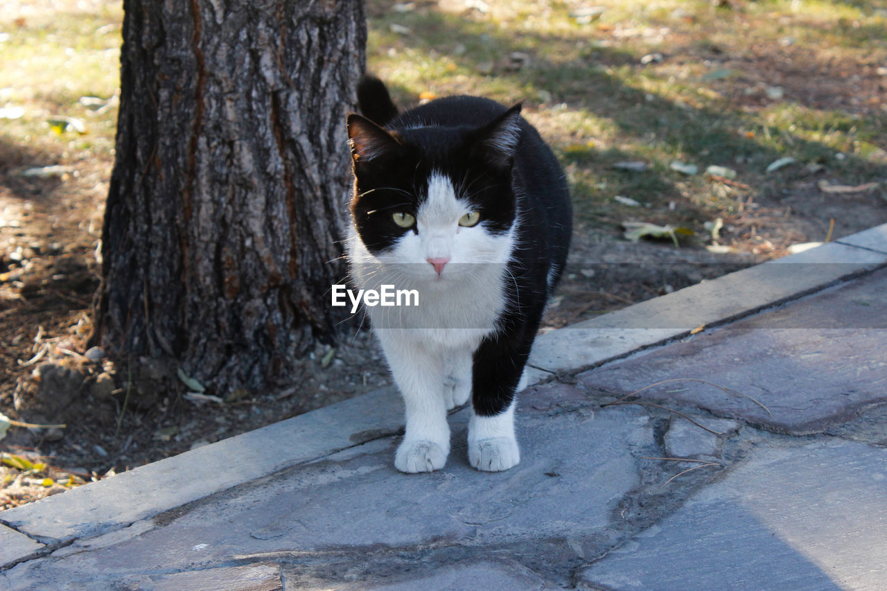 PORTRAIT OF A CAT ON A TREE