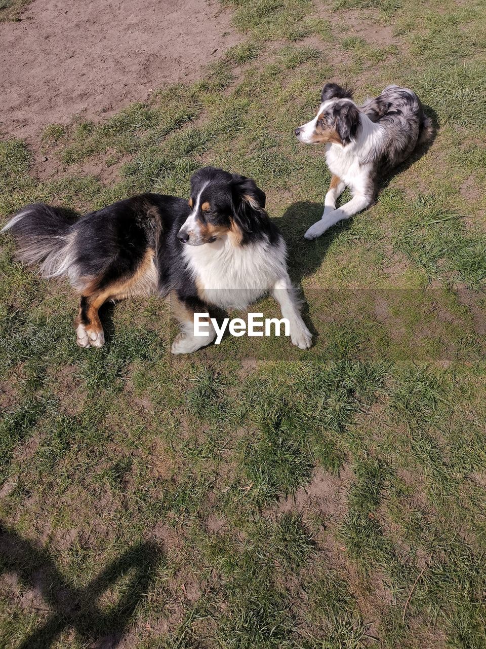 High angle view of dogs on grass