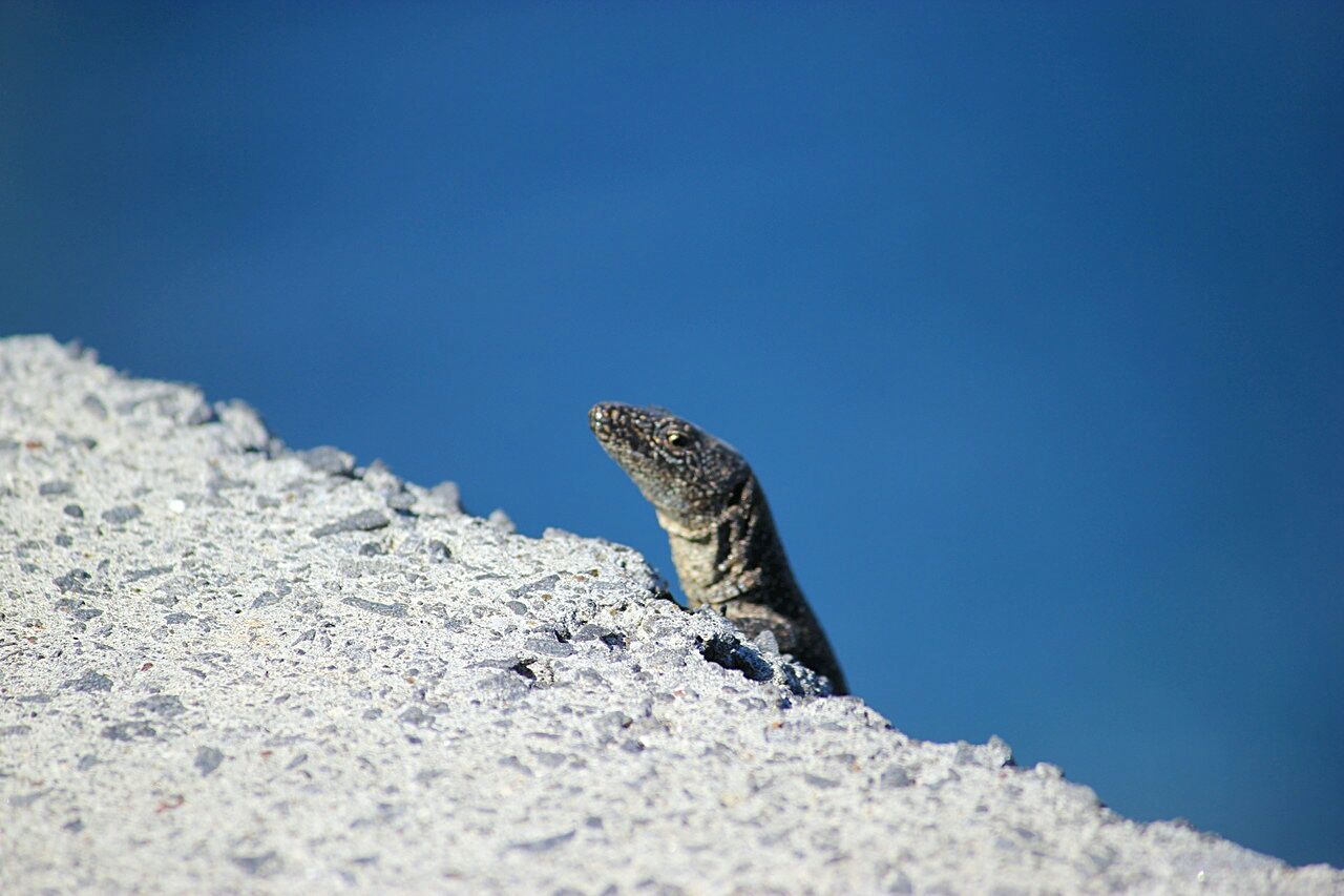 IGUANA ON ROCK