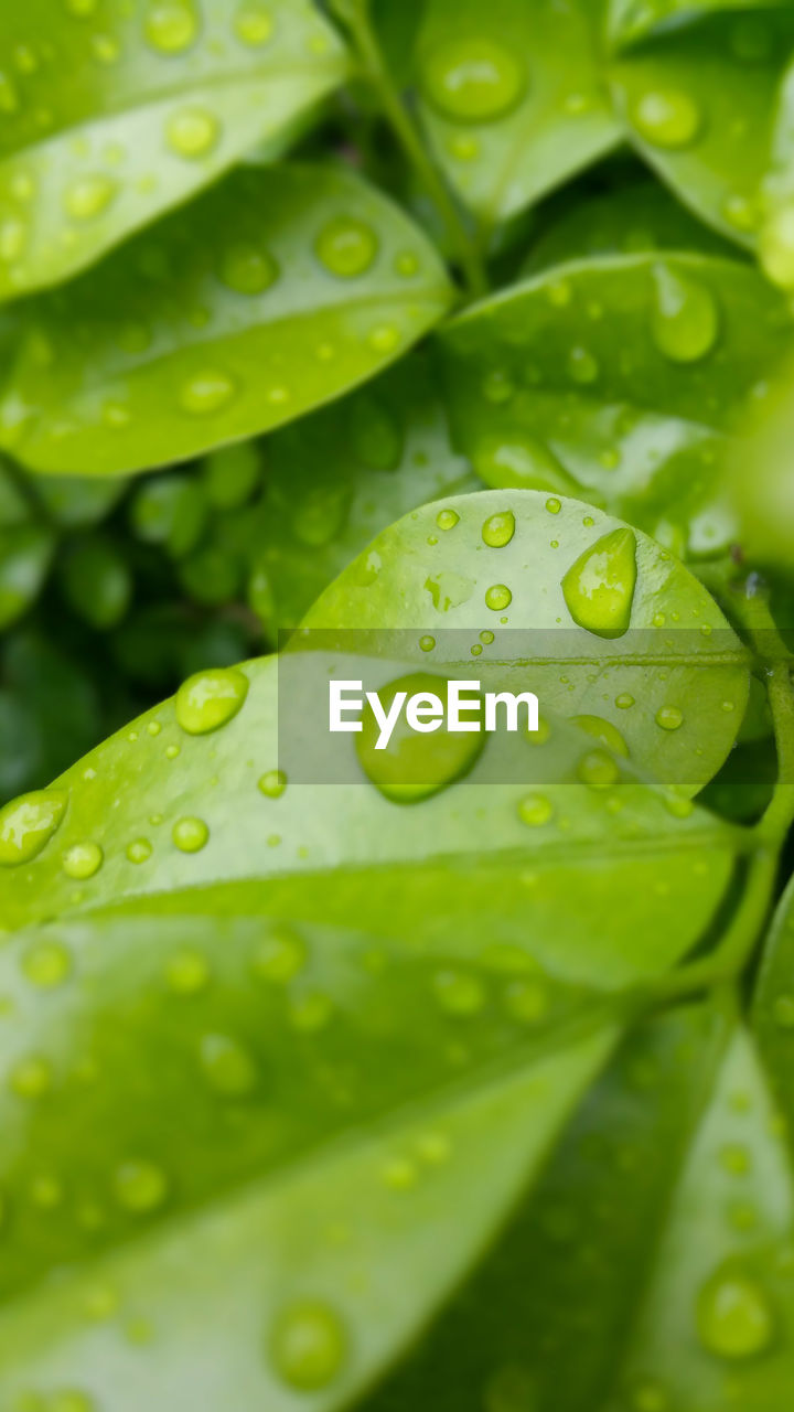 Close-up of water drops on leaf