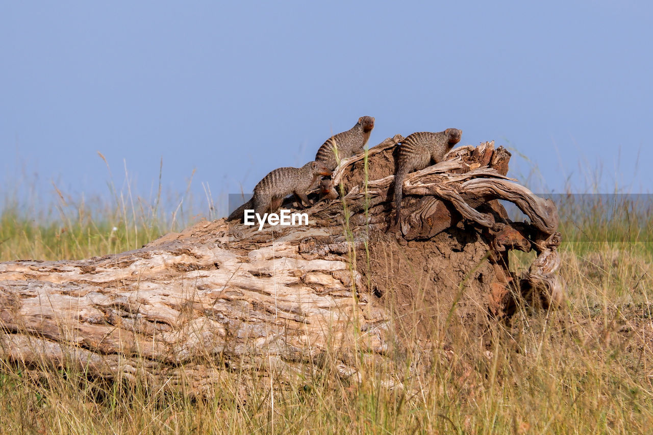 Banded mongooses perched on a tree stump in the maasai mara