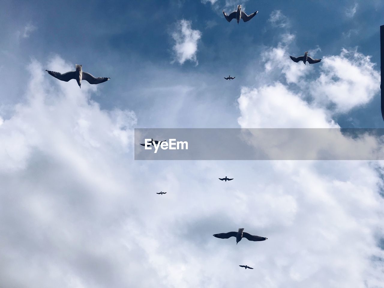 LOW ANGLE VIEW OF BIRDS FLYING AGAINST SKY