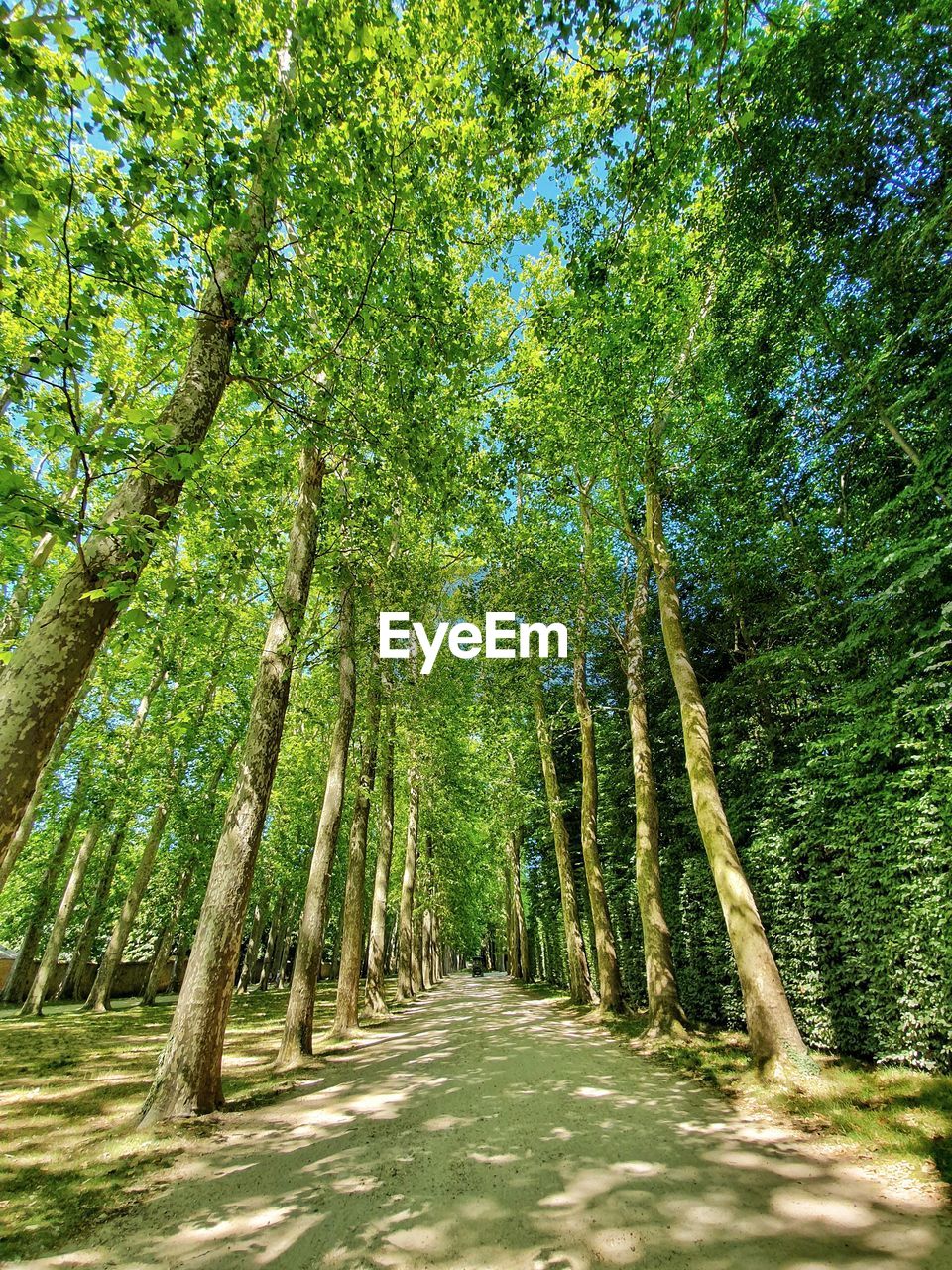 Empty road along trees in forest